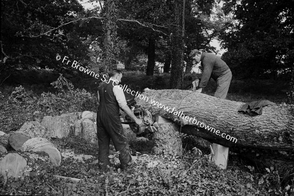 FORESTRY WORK, POWER SAW, MICK CLEAR AND BR MC NAMEE S.J.